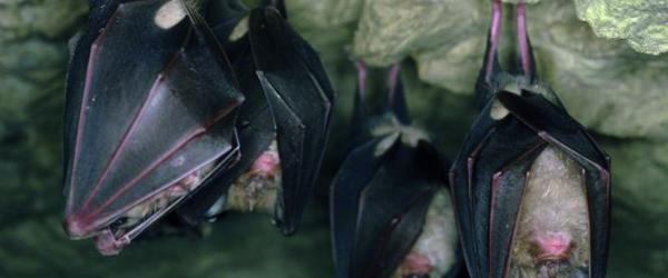nuit de la chauve-souris